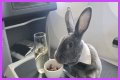 Bunny in a bow tie lives the high life flying business class with owner and being served nuts by stewardesses